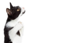 Providing the Best Cat Bed for Your Feline cat scratching